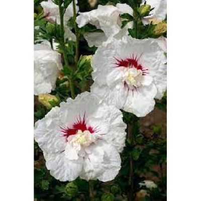 HIBISCUS syriacus  French point
