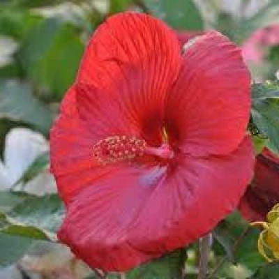 HIBISCUS palustris (moschetos) Extreme oak red®