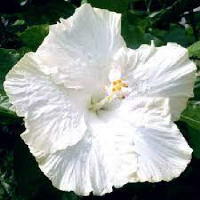 HIBISCUS palustris (moschetos) Extreme pure white®