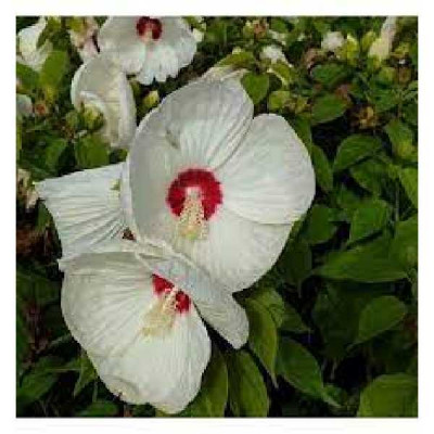 HIBISCUS palustris (moschetos) Luna white