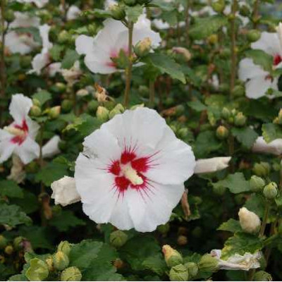 HIBISCUS syriacus Red heart