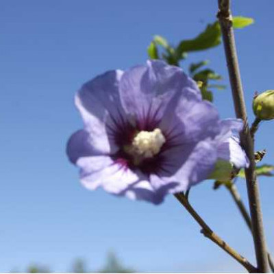 HIBISCUS syriacus Ultramarine ®