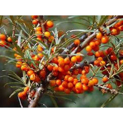 HIPPOPHAE rhamnoides
