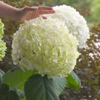 HYDRANGEA annabelle Incrediball ®