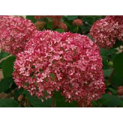 HYDRANGEA annabelle Invincibelle ®