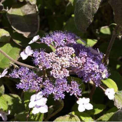 HYDRANGEA aspera Villosa