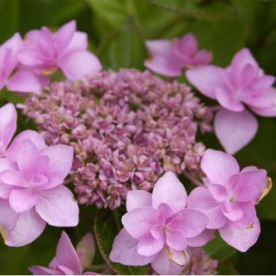 HYDRANGEA  Jogosaki rose