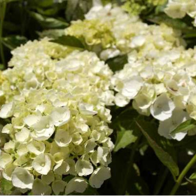 HYDRANGEA macrophylla Blanc