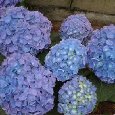 HYDRANGEA macrophylla Bleu