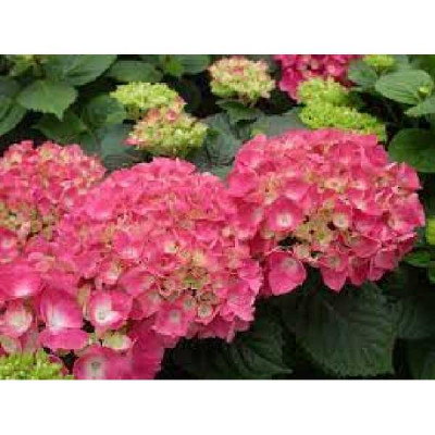 HYDRANGEA macrophylla Rose