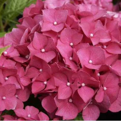 HYDRANGEA macrophylla Rouge