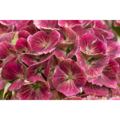 HYDRANGEA  Magical ® amethyst