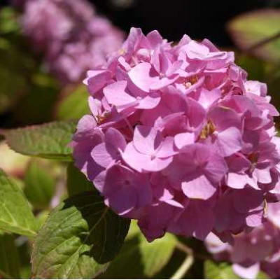HYDRANGEA macrophylla Endless summer ® rose