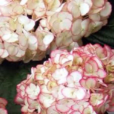 HYDRANGEA macrophylla Sabrina ® dutch ladies