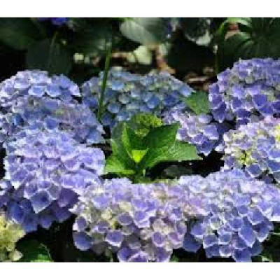 HYDRANGEA macrophylla Xian bleu
