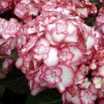 HYDRANGEA macrophylla You&me® miss saori