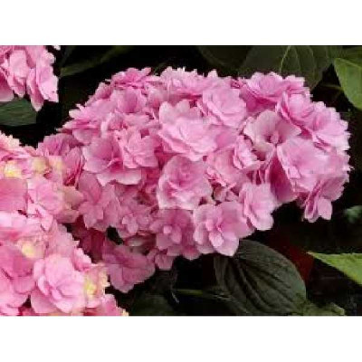 HYDRANGEA macrophylla You&me®  expression