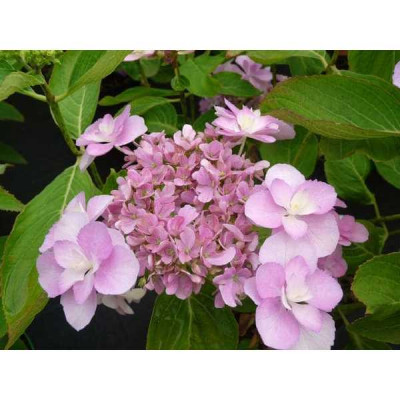 HYDRANGEA macrophylla You&me®  romance