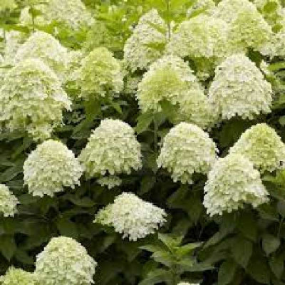 HYDRANGEA paniculata Limelight®