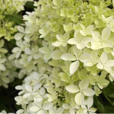 HYDRANGEA paniculata Phantom