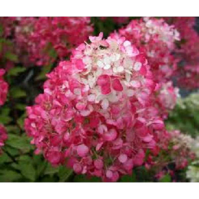HYDRANGEA paniculata Diamant rouge ®