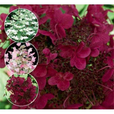 HYDRANGEA paniculata Wims red®