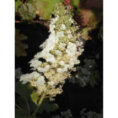 HYDRANGEA quercifolia Alice