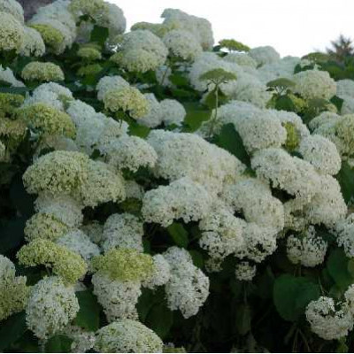 HYDRANGEA annabelle