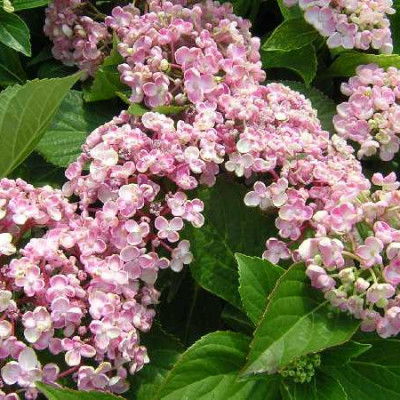 HYDRANGEA  Ayesha