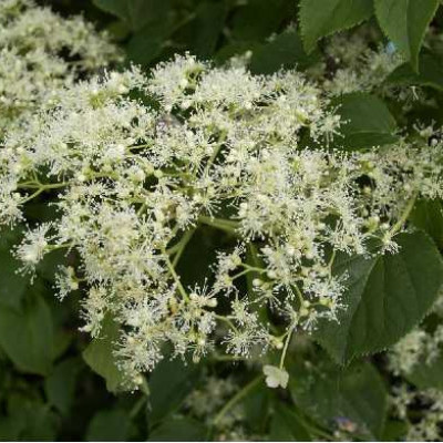 HYDRANGEA petiolaris