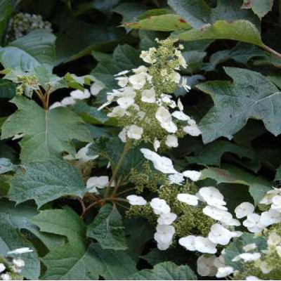 HYDRANGEA quercifolia