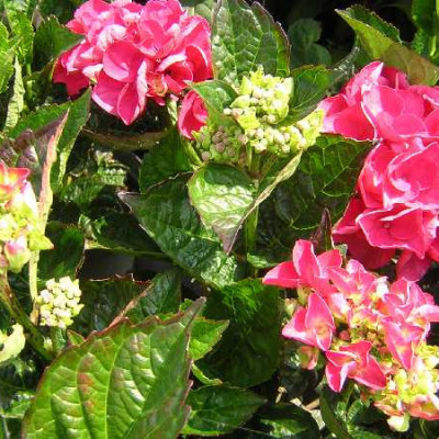 HYDRANGEA  Sanguine