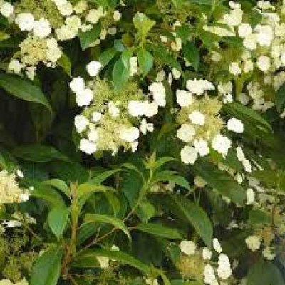 HYDRANGEA seemanii