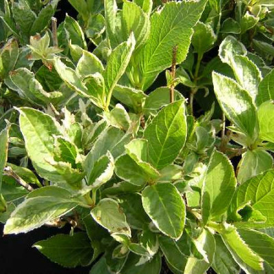 HYDRANGEA  Tricolor