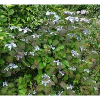 HYDRANGEA  Yesoensis