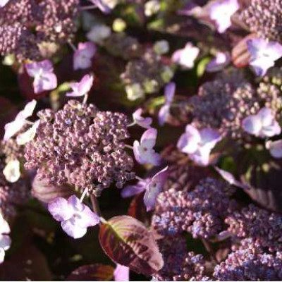 HYDRANGEA serrata Avelroz ®