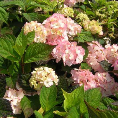 HYDRANGEA serrata Preziosa
