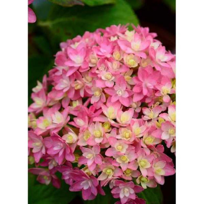 HYDRANGEA  Stellar ® rose