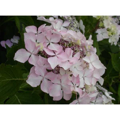 HYDRANGEA teller Beaute vendomoise