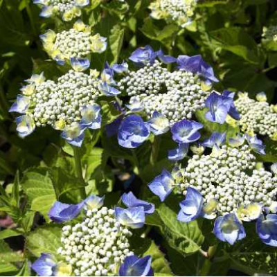 HYDRANGEA teller Bleu
