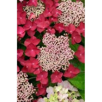 HYDRANGEA teller Rouge
