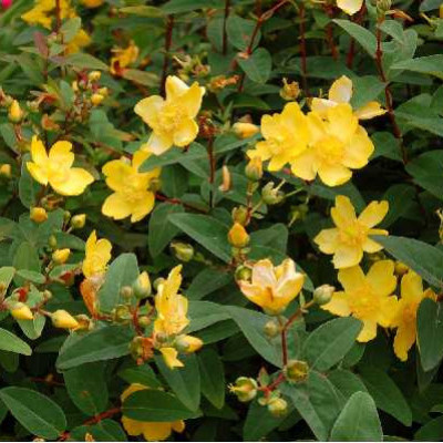 HYPERICUM hidcote