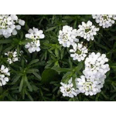 IBERIS  Sempervirens
