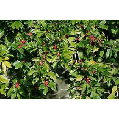 ILEX paraguariensis