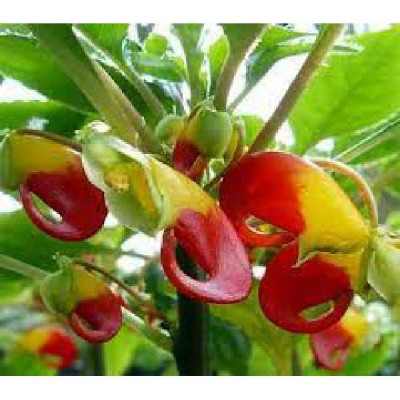IMPATIENS bec perroquet