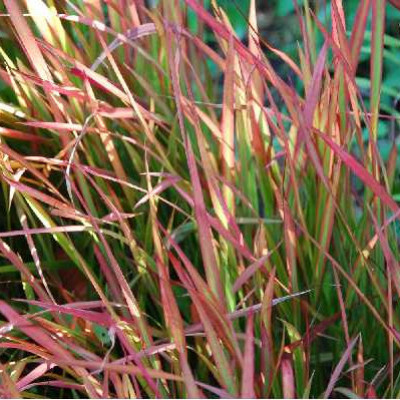 IMPERATA cylindrica Red baron