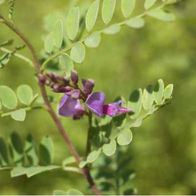 INDIGOFERA heterantha geradiana