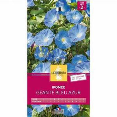 IPOMEE A GRANDE FLEUR BLEU AZUR  Code prix 2 La Semeuse