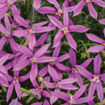 ISOTOMA  Rose