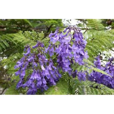 JACARANDA mimosaefolia